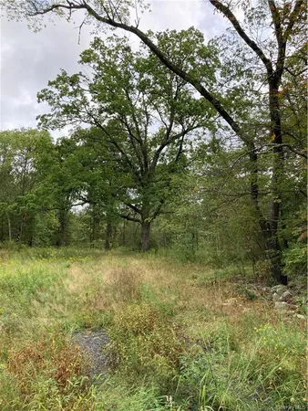a view of a yard with trees