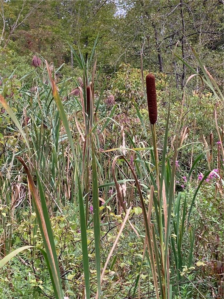 Logtown Road Port Jervis, NY 12771 - Photo 5 of 15 a close up of a plant in a garden