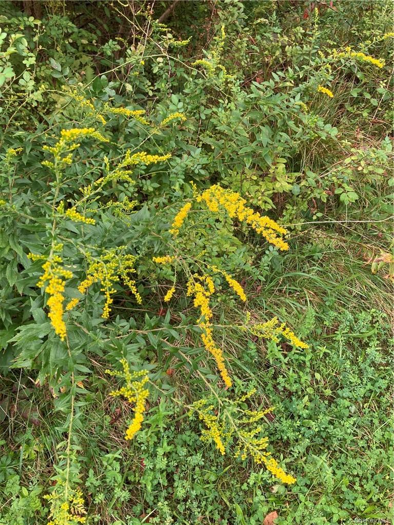 Logtown Road Port Jervis, NY 12771 - Photo 6 of 15 a view of a tree