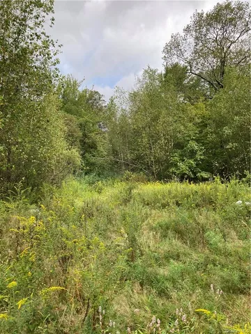 a view of a big yard with plants and large trees