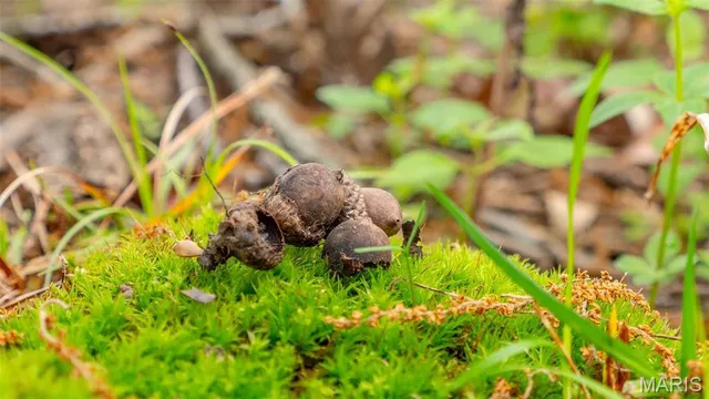 $410,550 | -tract #4 Tract, Owensville, MO 65066