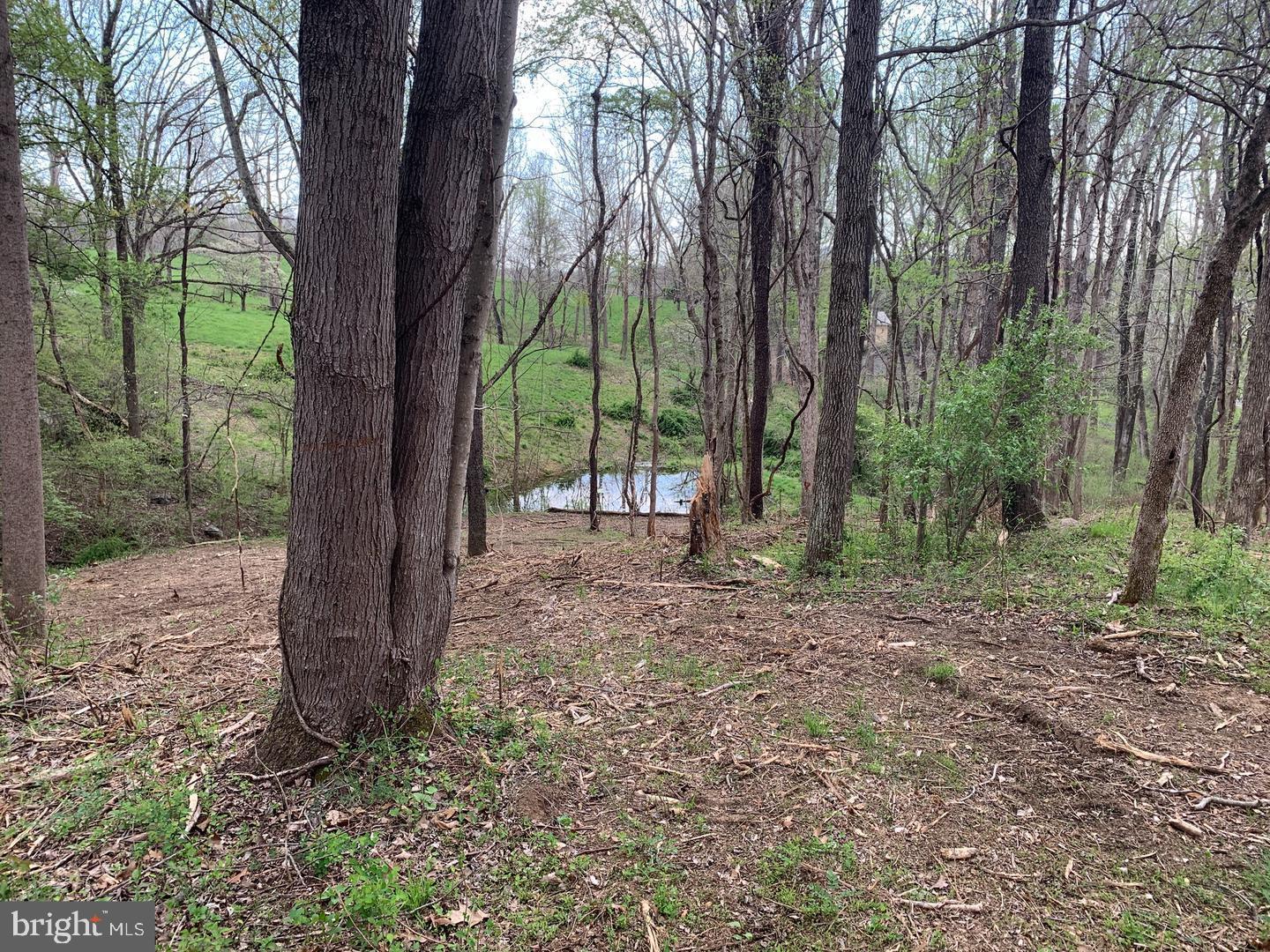 Winchester Road Delaplane, VA 20144 - Photo 3 of 3 a view of a forest that has large trees