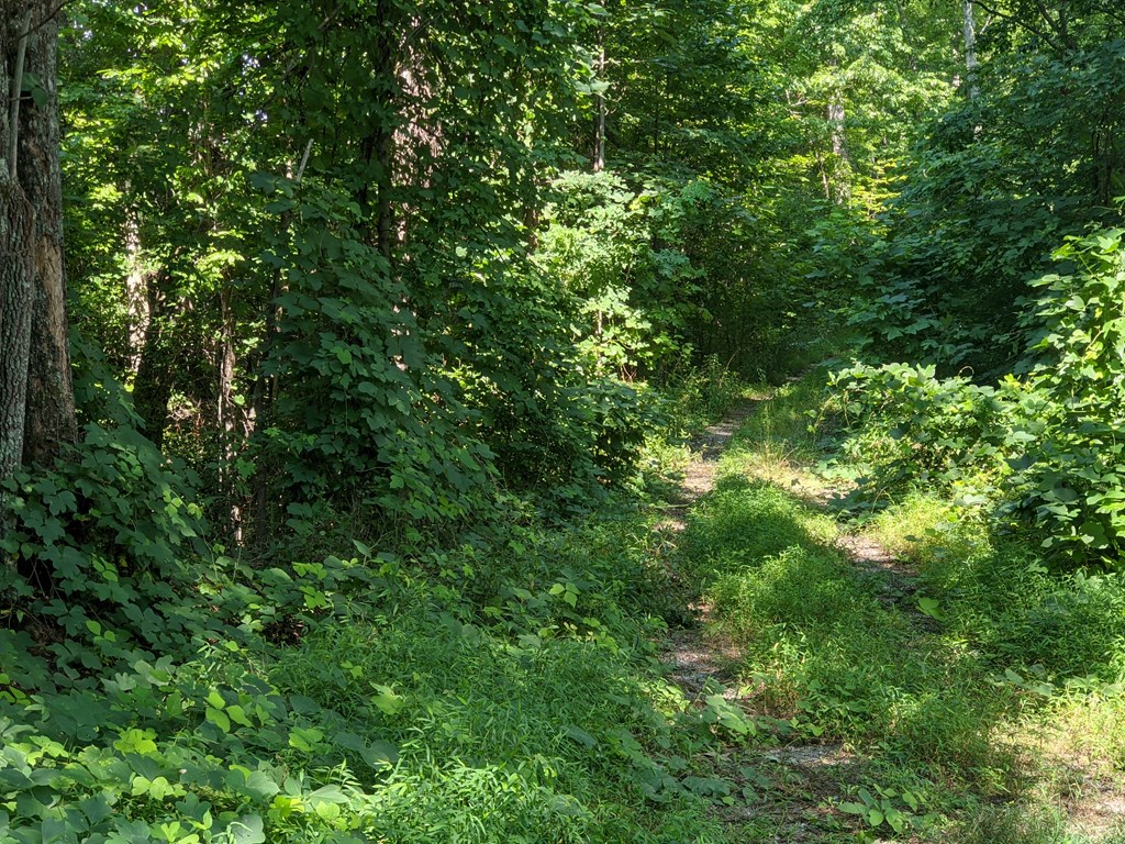 0 Town Mountain Road Hayesville, NC 28904 - Photo 2 of 8