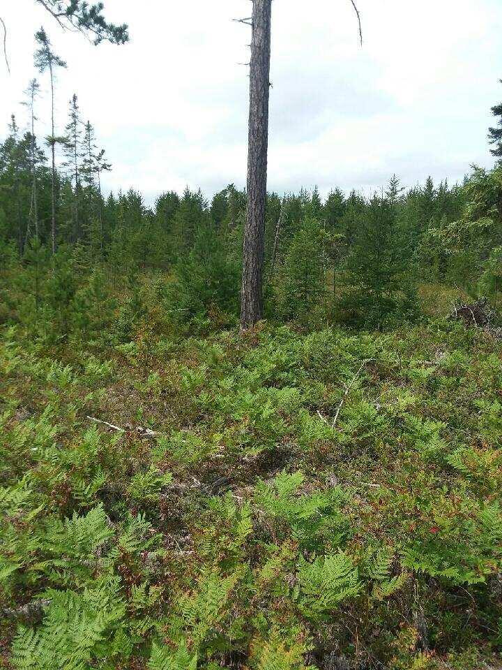 0 West Edge Road Germfask, MI 49836 - Photo 26 of 26 Gallery Image 26