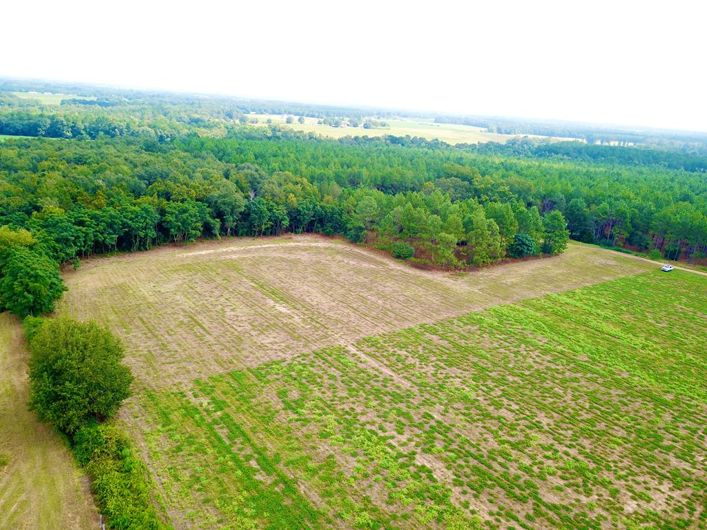 10.69-acres Summer Road Slocomb, AL 36375 - Photo 40 of 51