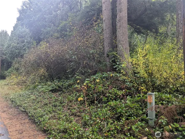 a close up of a plant in a garden