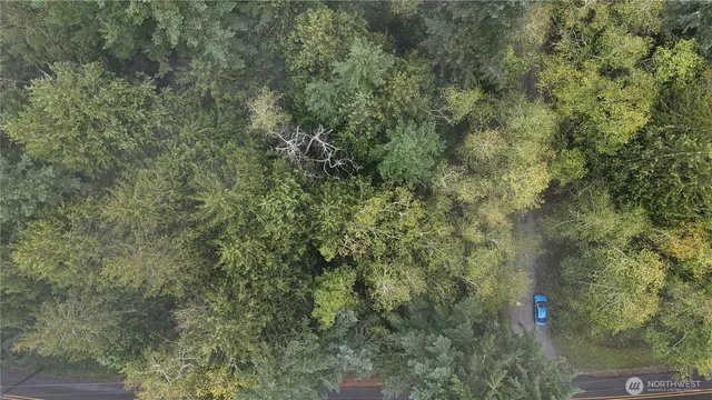 a view of a lush green forest