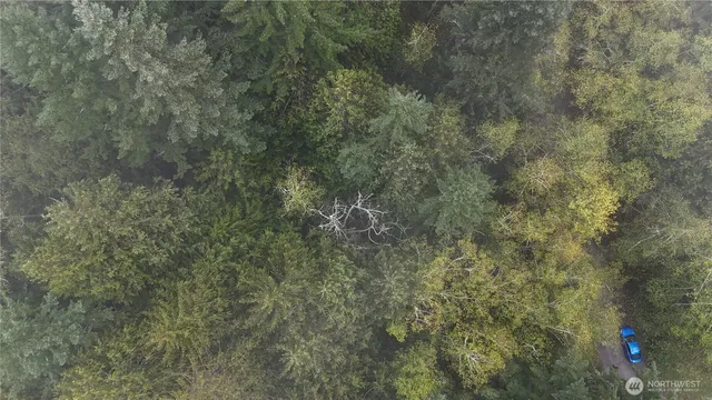 a picture of a tree in a forest