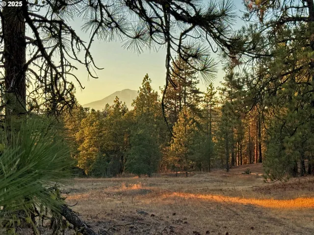 a view of a yard with trees