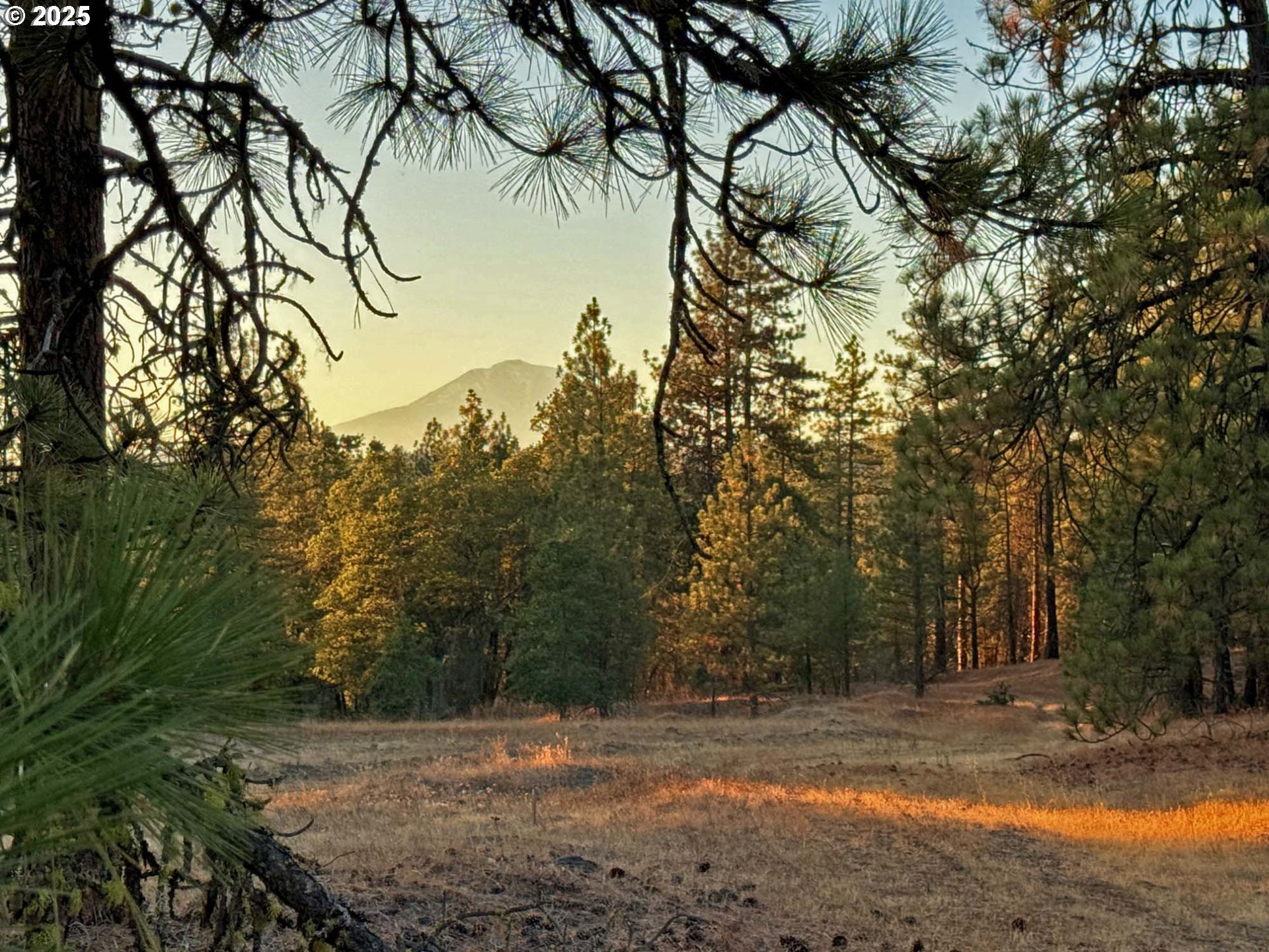 Boardman Way, Unit 5 Goldendale, WA 98620 - Photo 14 of 39 a view of a yard with trees