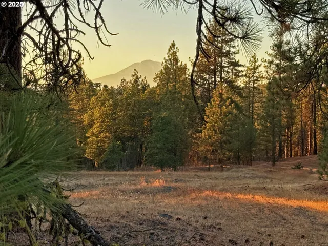 a view of a yard with plants and trees