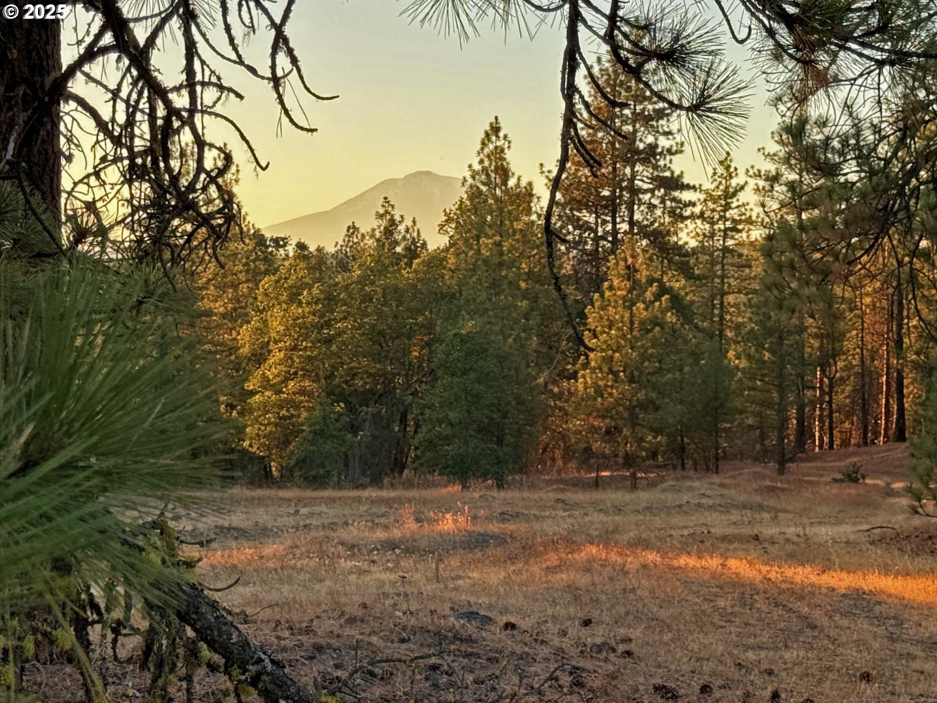 Boardman Way, Unit 5 Goldendale, WA 98620 - Photo 15 of 39 a view of a yard with plants and trees