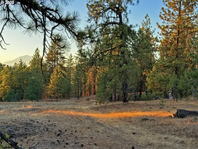 a view of backyard space with trees