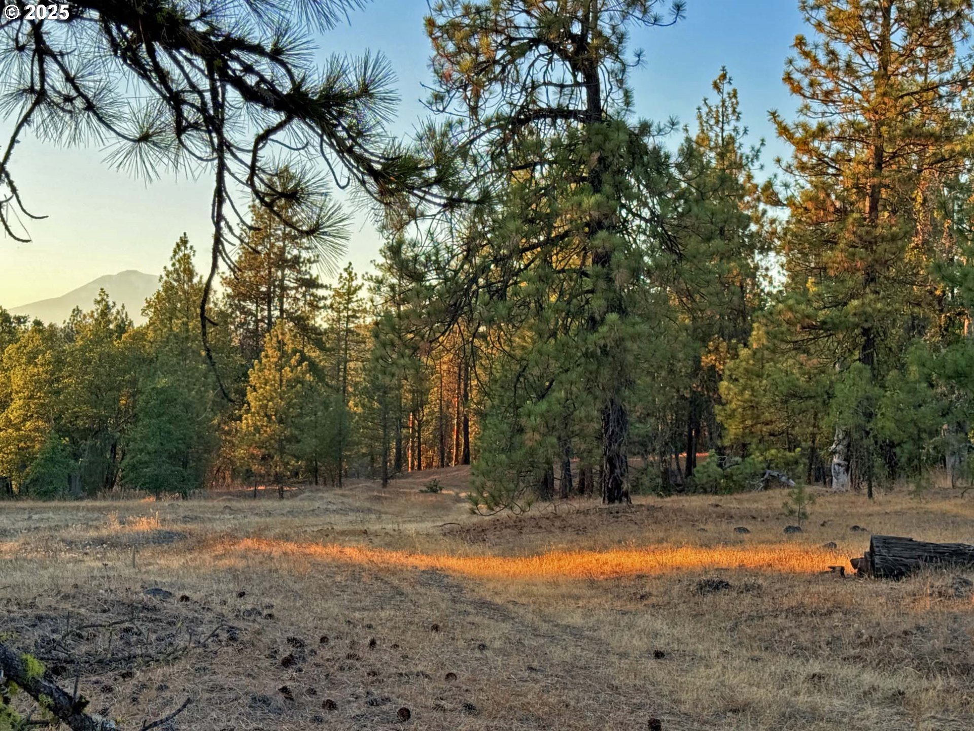 Boardman Way, Unit 5 Goldendale, WA 98620 - Photo 16 of 39 a view of backyard space with trees