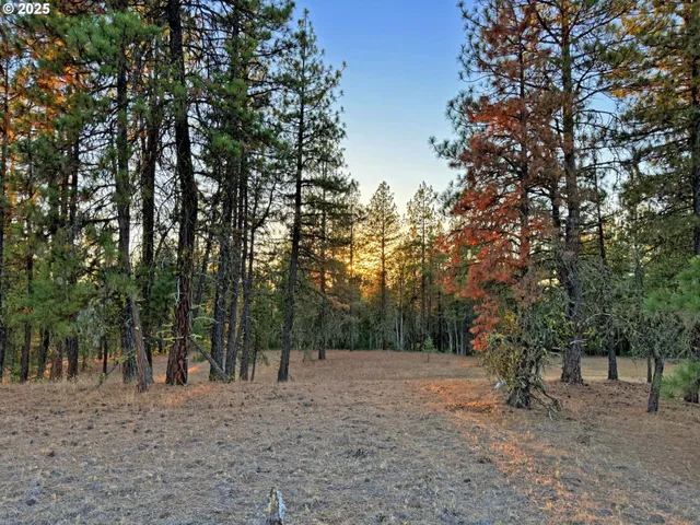 a big yard with lots of trees