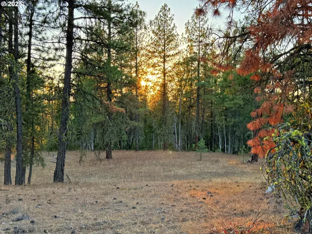 a view of backyard with trees