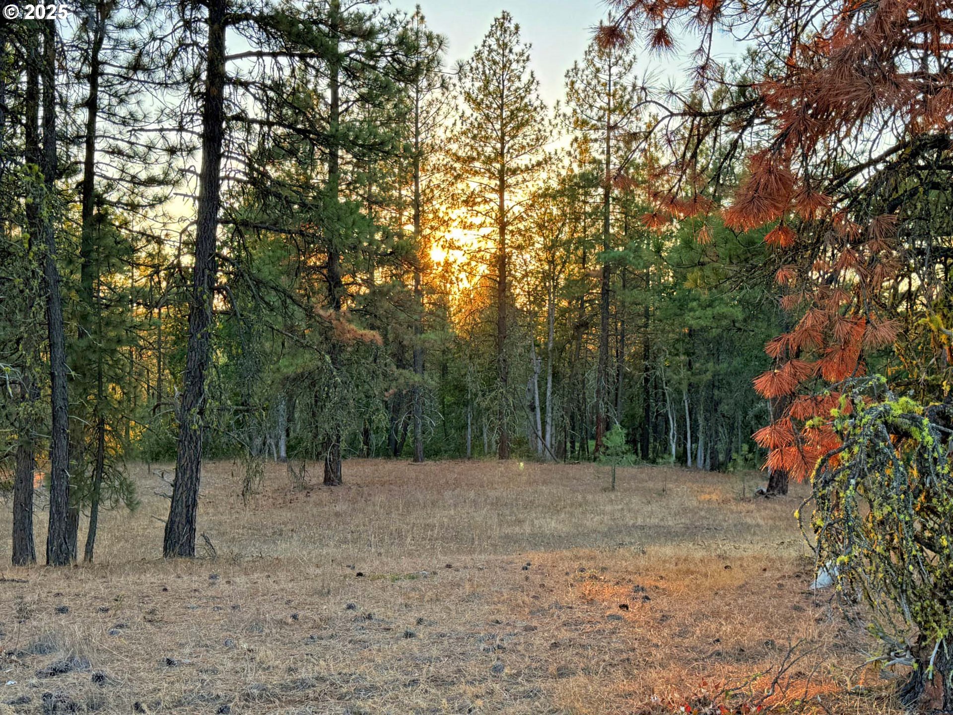 Boardman Way, Unit 5 Goldendale, WA 98620 - Photo 19 of 39 a view of backyard with trees