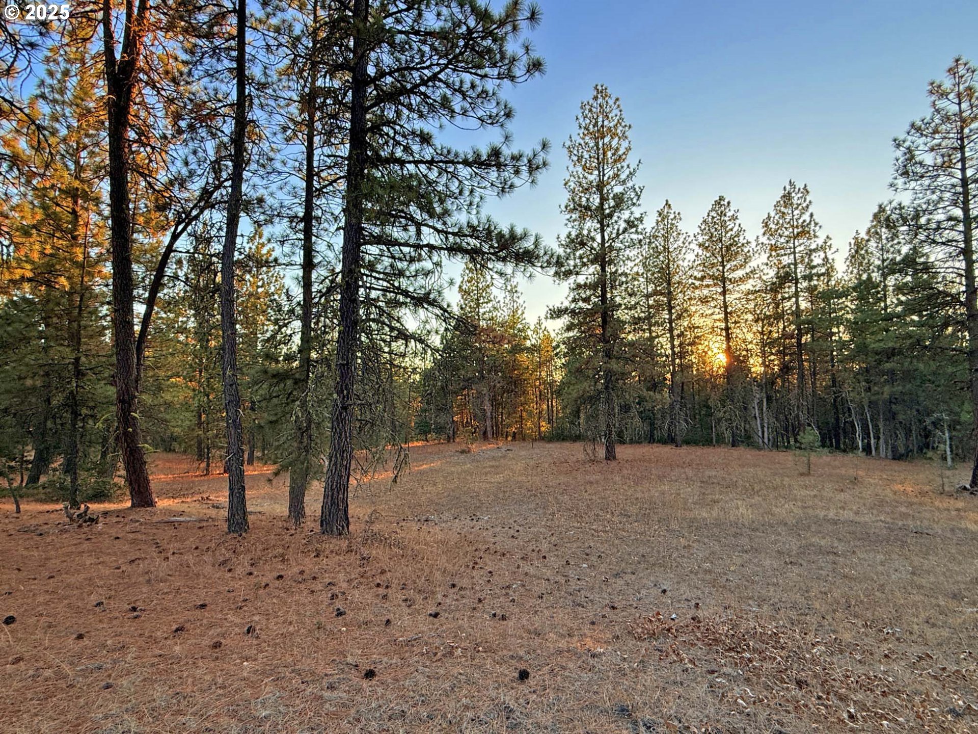Boardman Way, Unit 5 Goldendale, WA 98620 - Photo 21 of 39 a view of outdoor space with trees