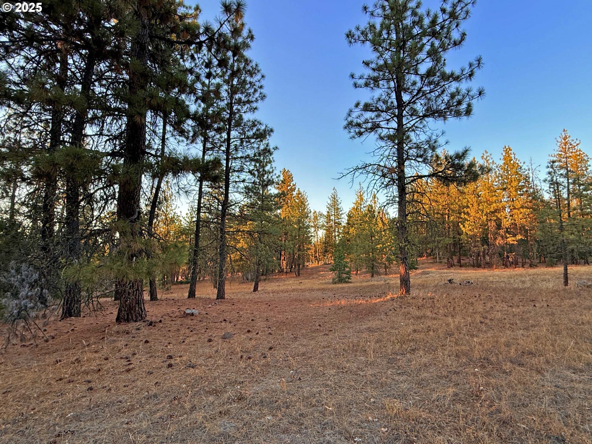 Boardman Way, Unit 5 Goldendale, WA 98620 - Photo 23 of 39 a view of open space with trees
