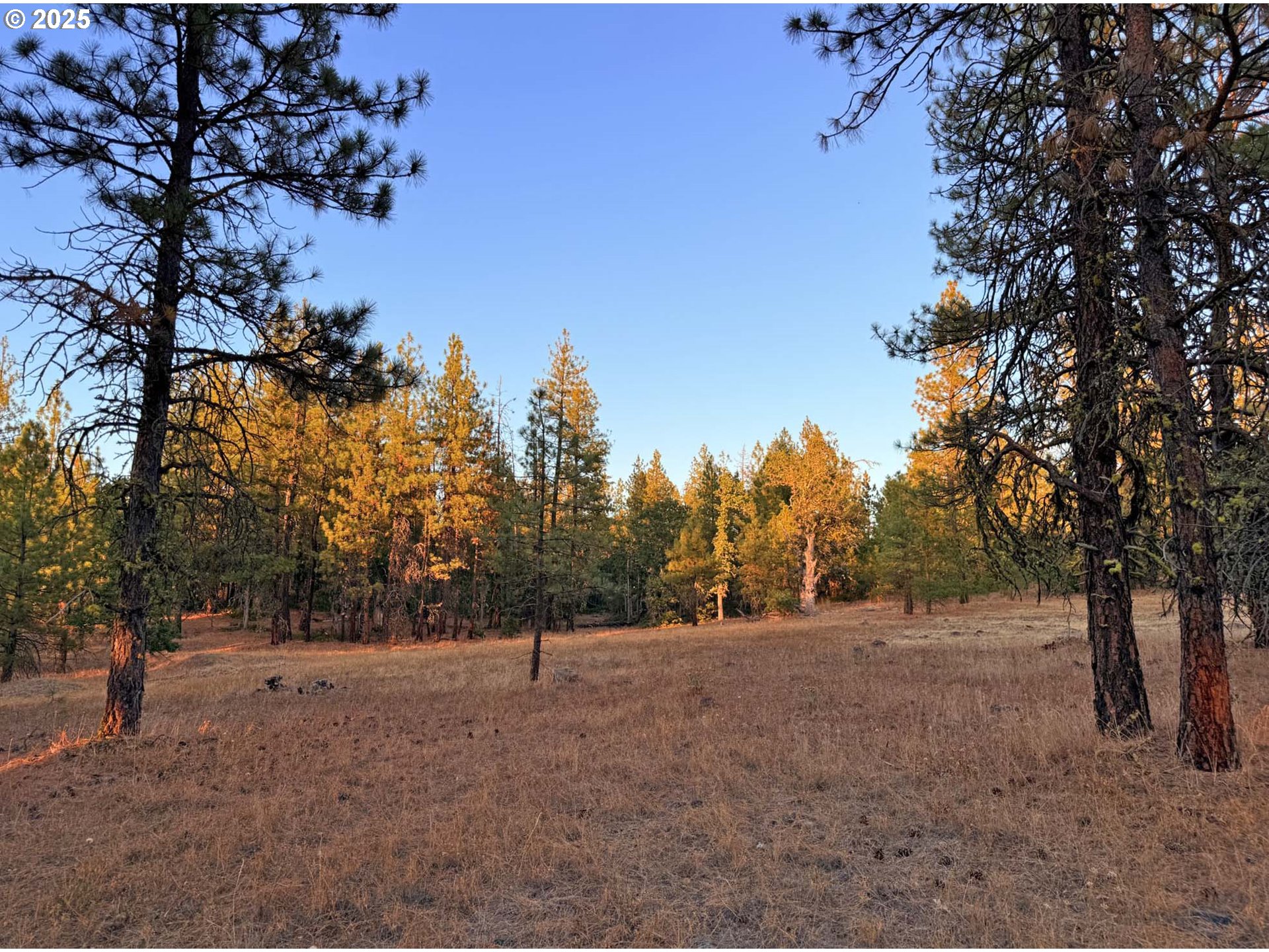 Boardman Way, Unit 5 Goldendale, WA 98620 - Photo 24 of 39 a view of outdoor space with trees in the background