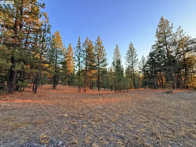 a backyard of a house with trees