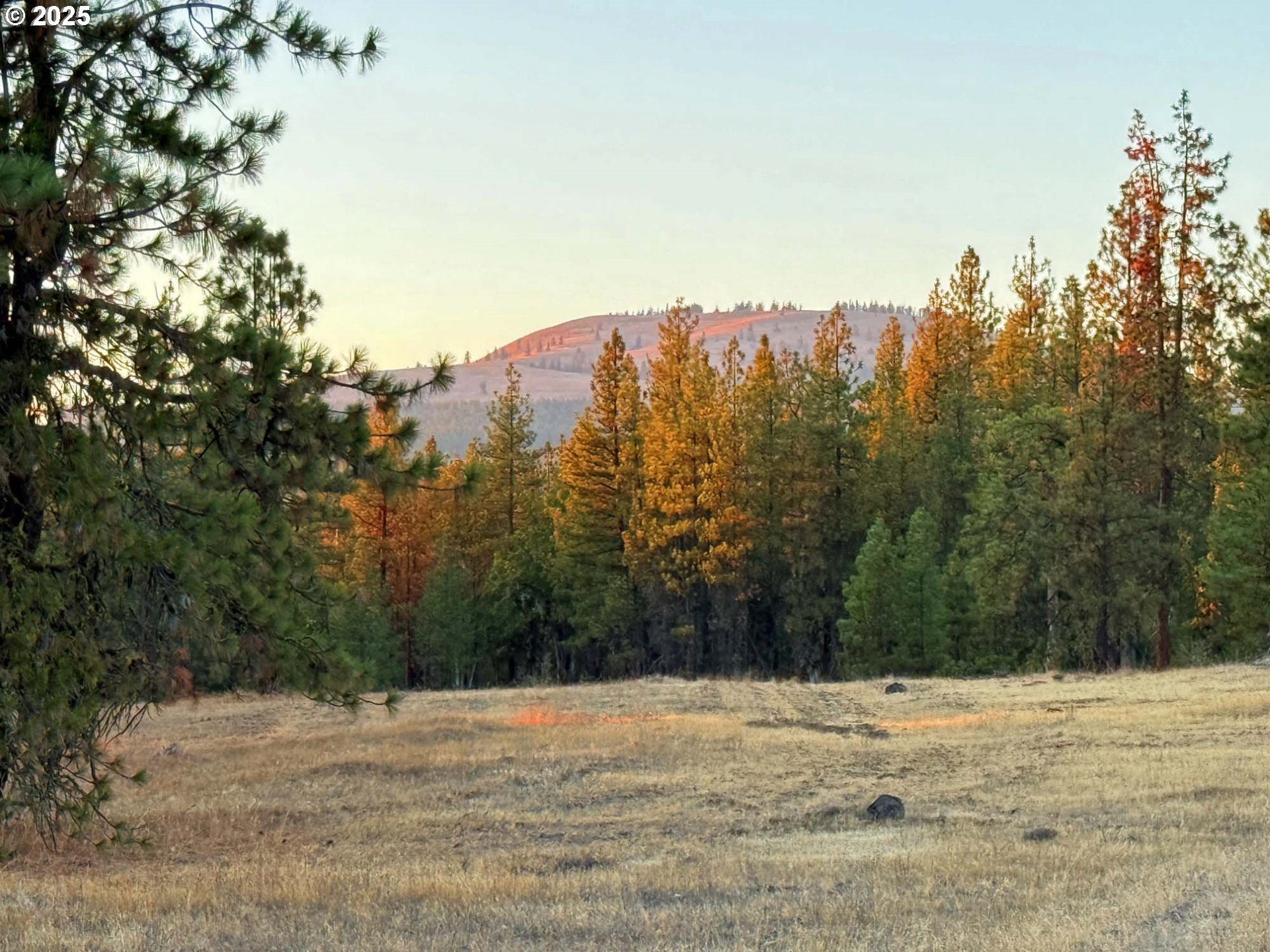 Boardman Way, Unit 5 Goldendale, WA 98620 - Photo 28 of 39 a view of a yard with a tree