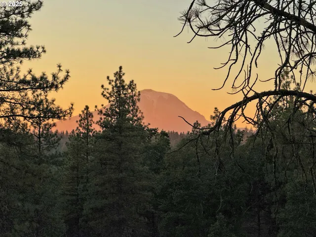 a view of a garden with plants