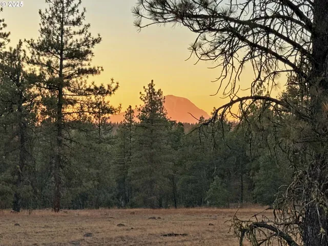 a view of a garden with a tree