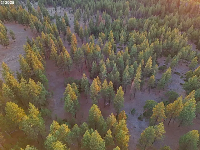 a view of a forest with a street