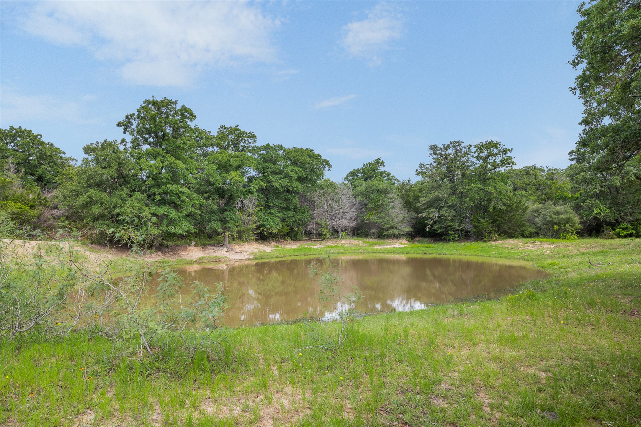 459 County Road 459 Road Thorndale, TX 76577 - Photo 12 of 35 a view of a swimming pool and trees in the background
