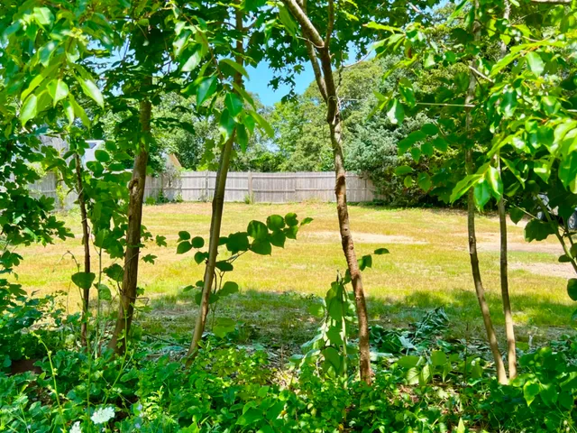 a view of a garden with a tree