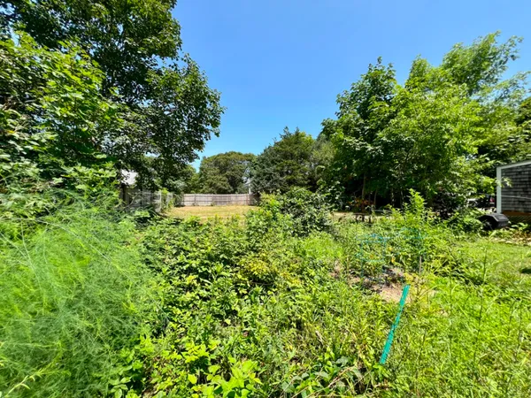 a view of a garden with plants