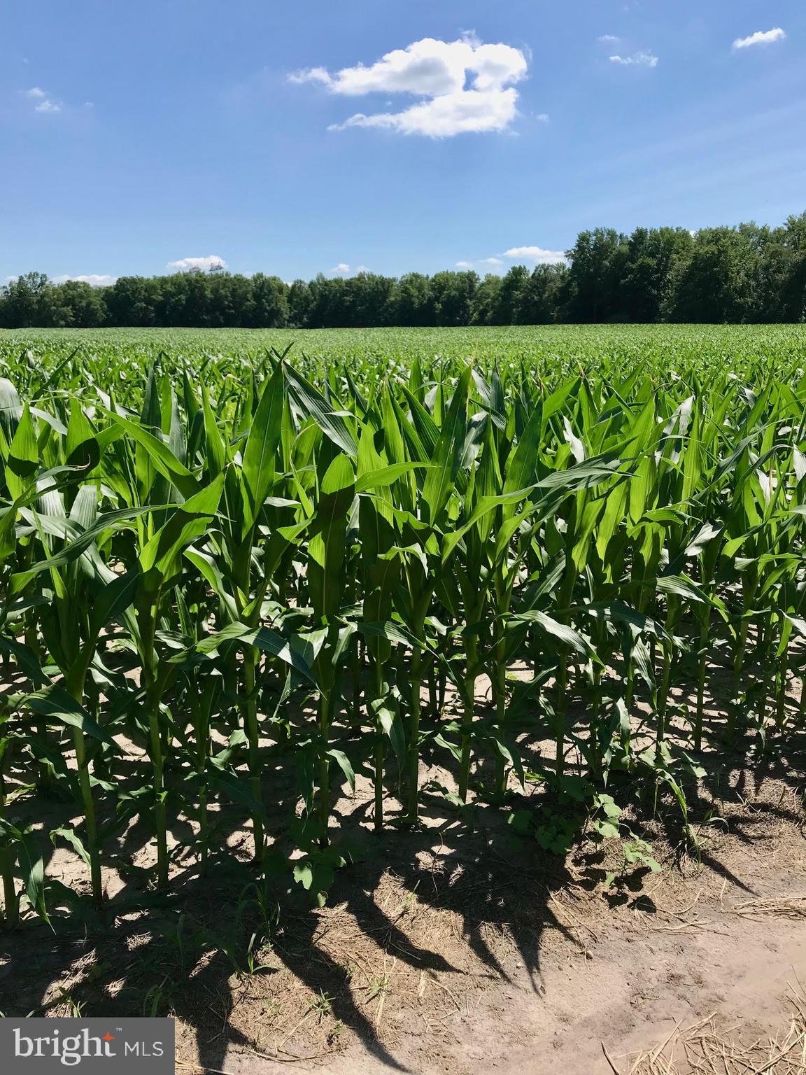 455 Cross Road Salem, NJ 08079 - Photo 16 of 19