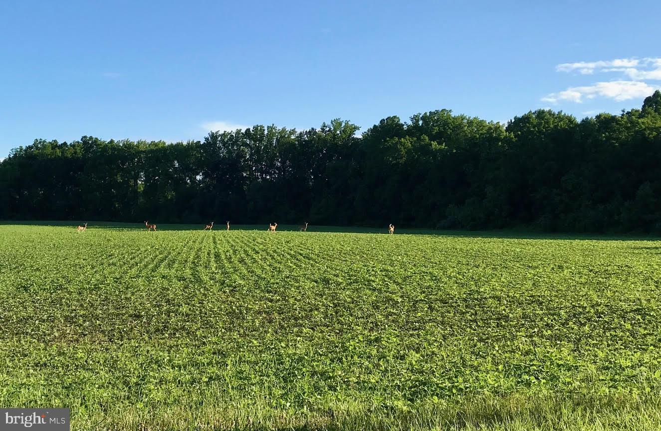 455 Cross Road Salem, NJ 08079 - Photo 17 of 19