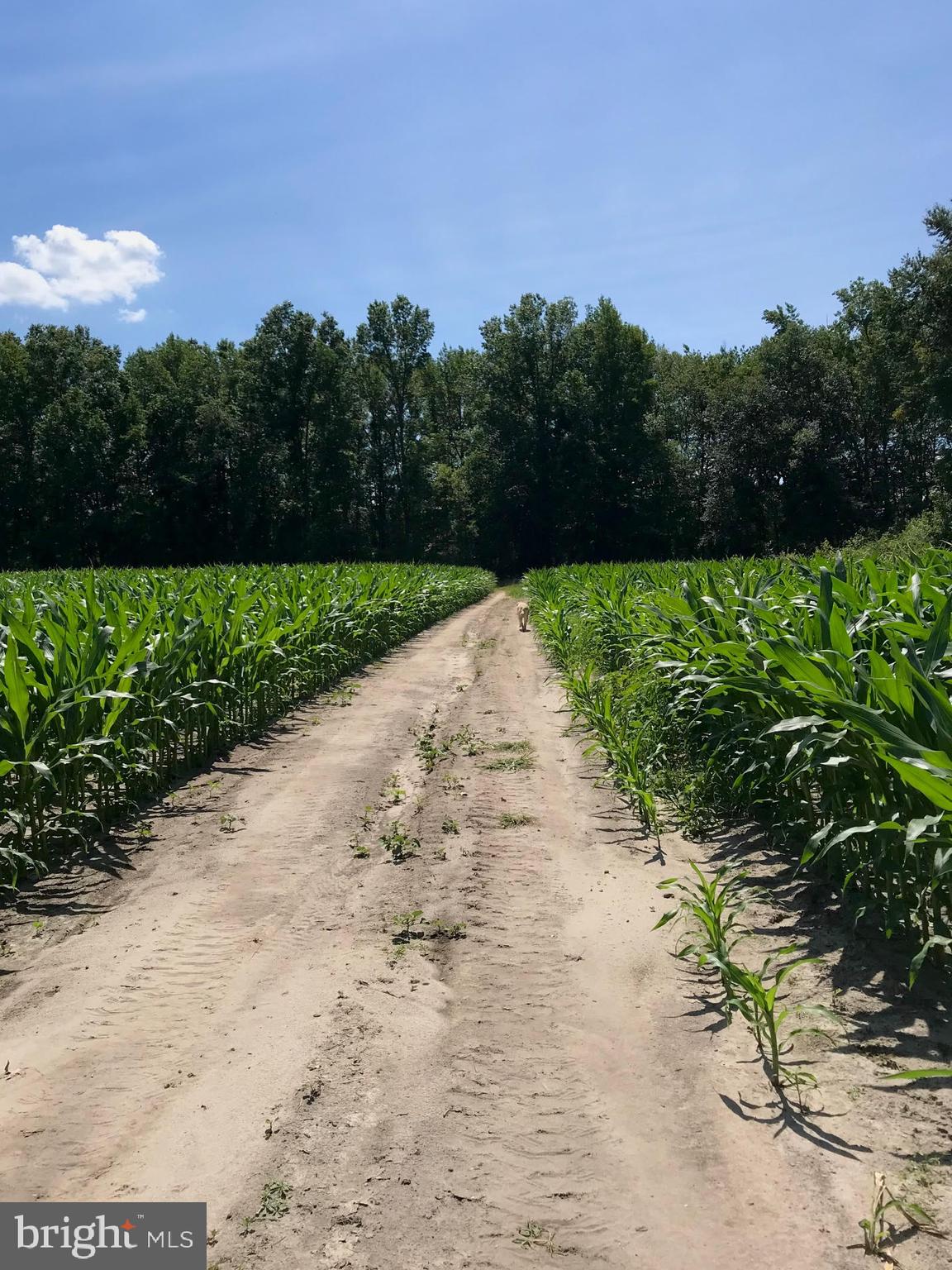 455 Cross Road Salem, NJ 08079 - Photo 18 of 19