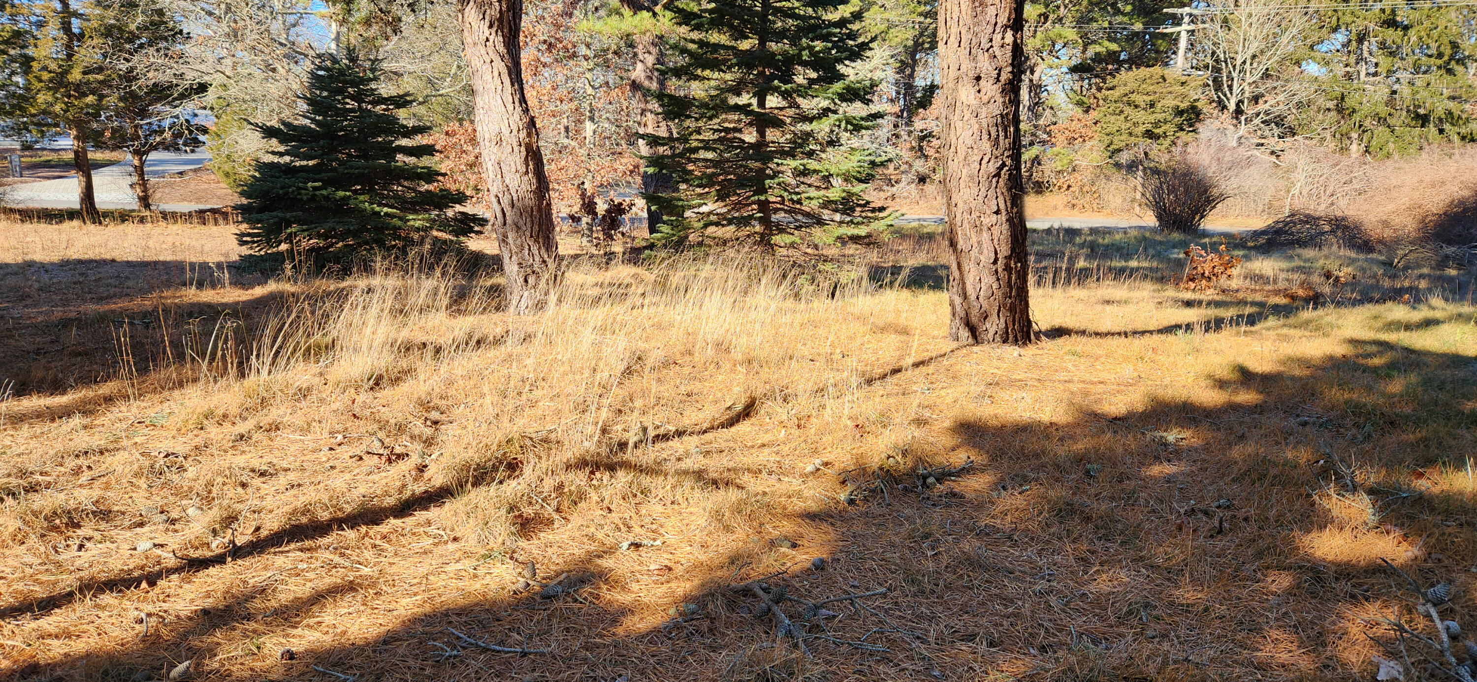 95 Windjammer Lane Eastham, MA 02642 - Photo 11 of 19 a view of yard covered with snow
