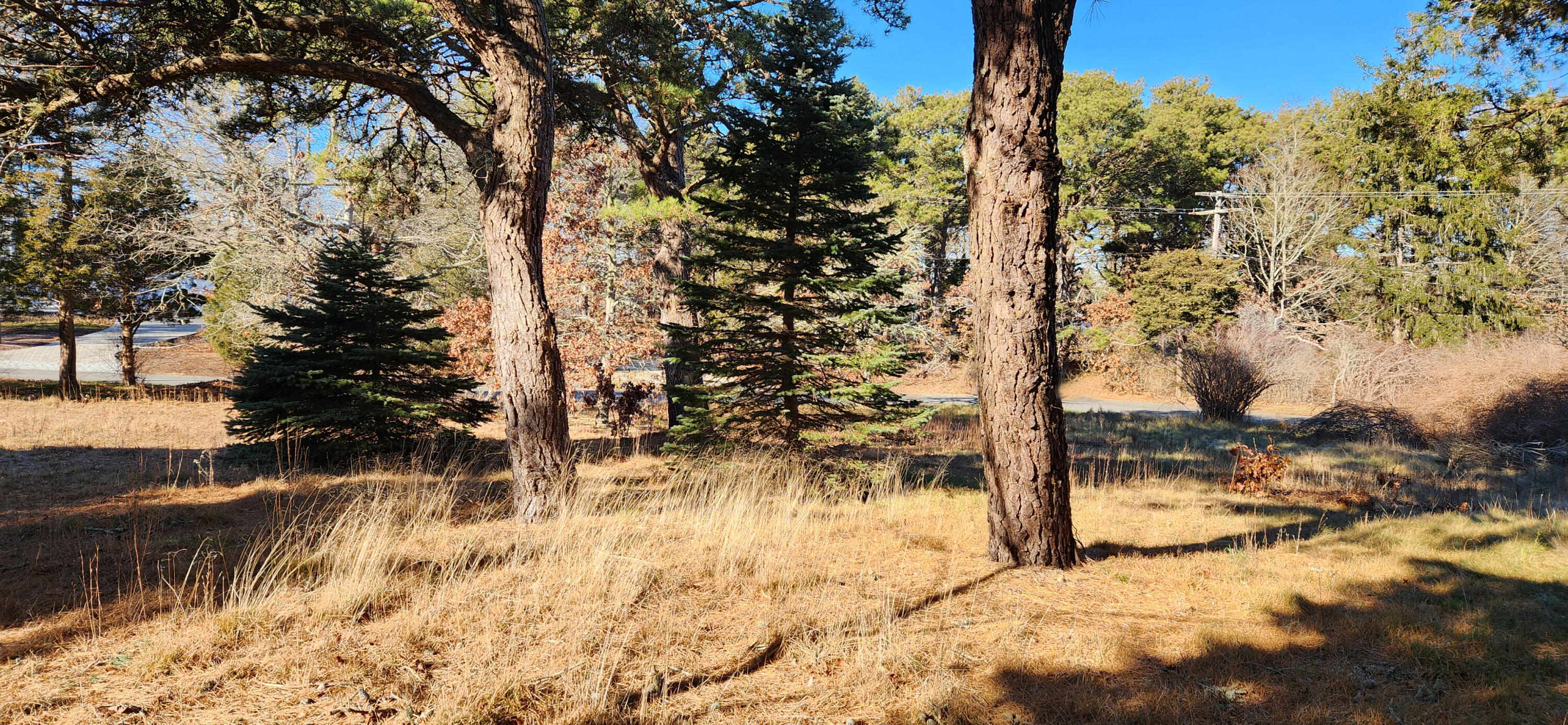 95 Windjammer Lane Eastham, MA 02642 - Photo 9 of 19 a view of yard covered with snow