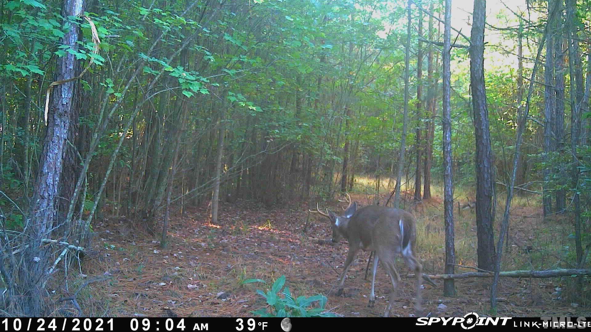 1845 Crantock Road Smithfield, NC 27577 - Photo 5 of 9