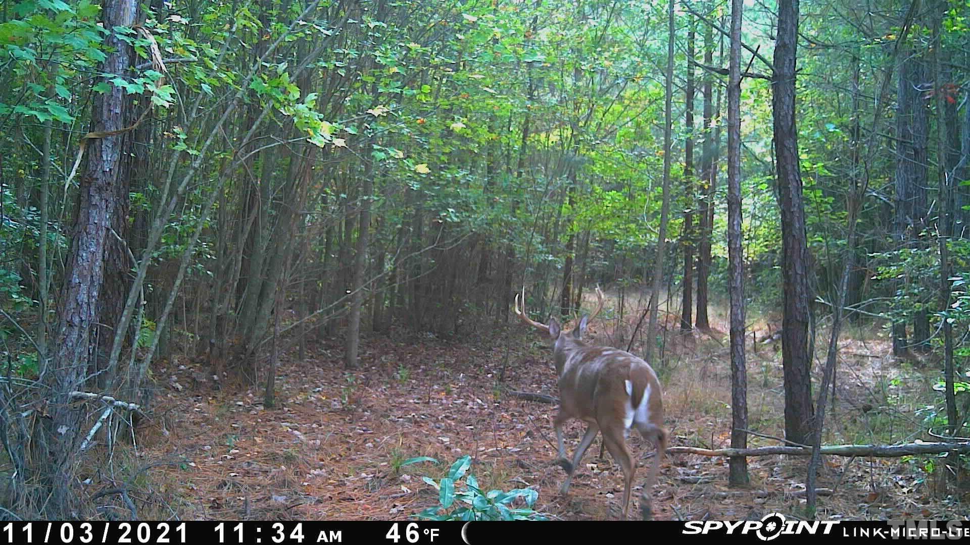 1845 Crantock Road Smithfield, NC 27577 - Photo 6 of 9