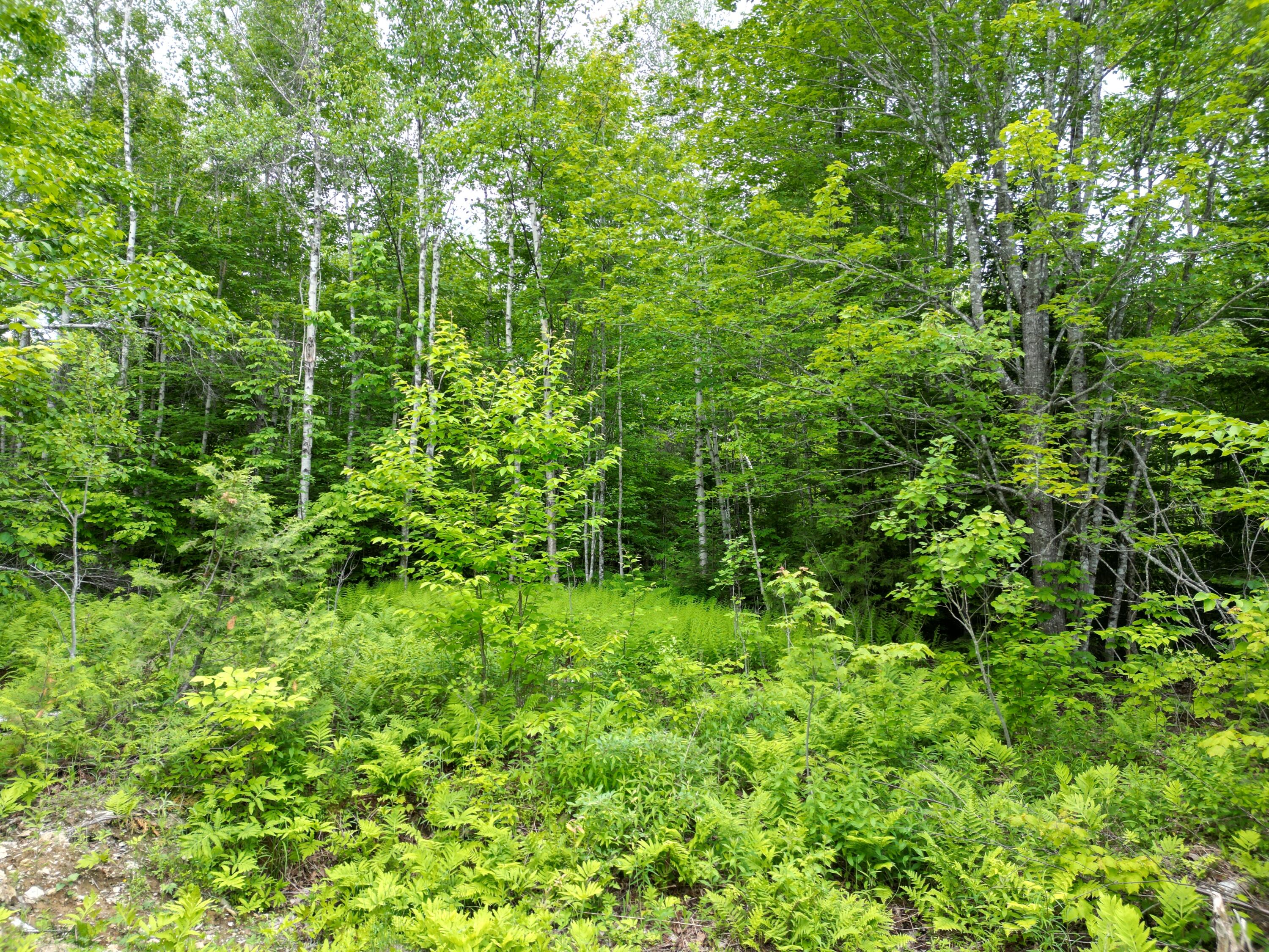 Lot 8 Moores Road Springfield, ME 04487 - Photo 12 of 16 DJI_0265