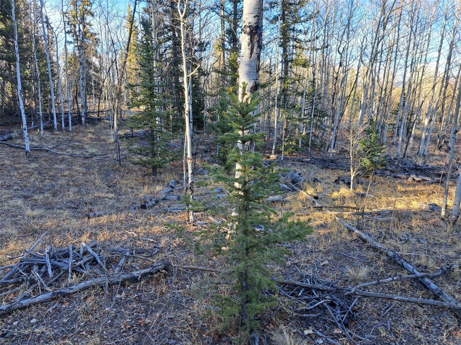 1645 Chippewa Road Como, CO 80456 - Photo 12 of 30