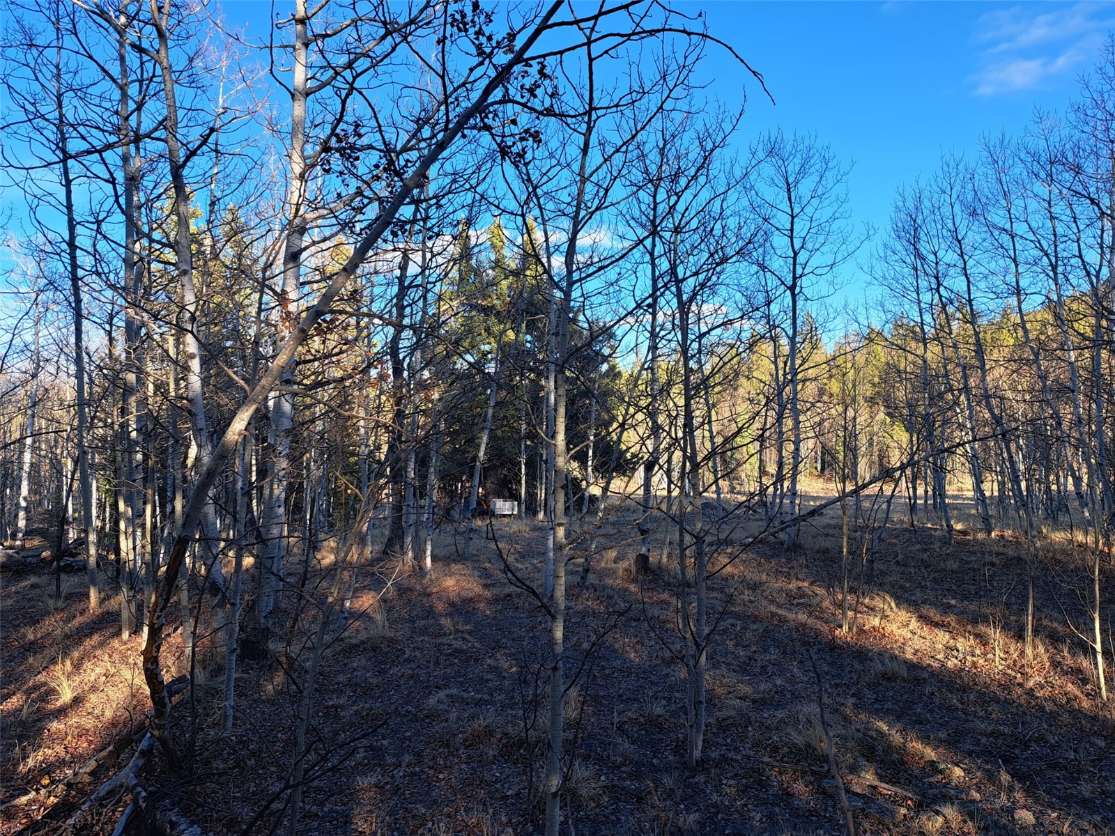 1645 Chippewa Road Como, CO 80456 - Photo 16 of 30