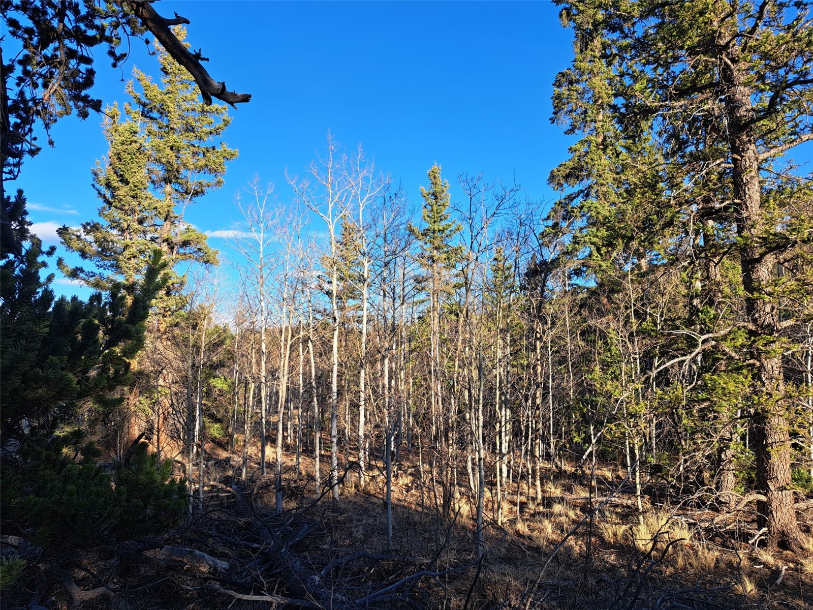 1645 Chippewa Road Como, CO 80456 - Photo 17 of 30