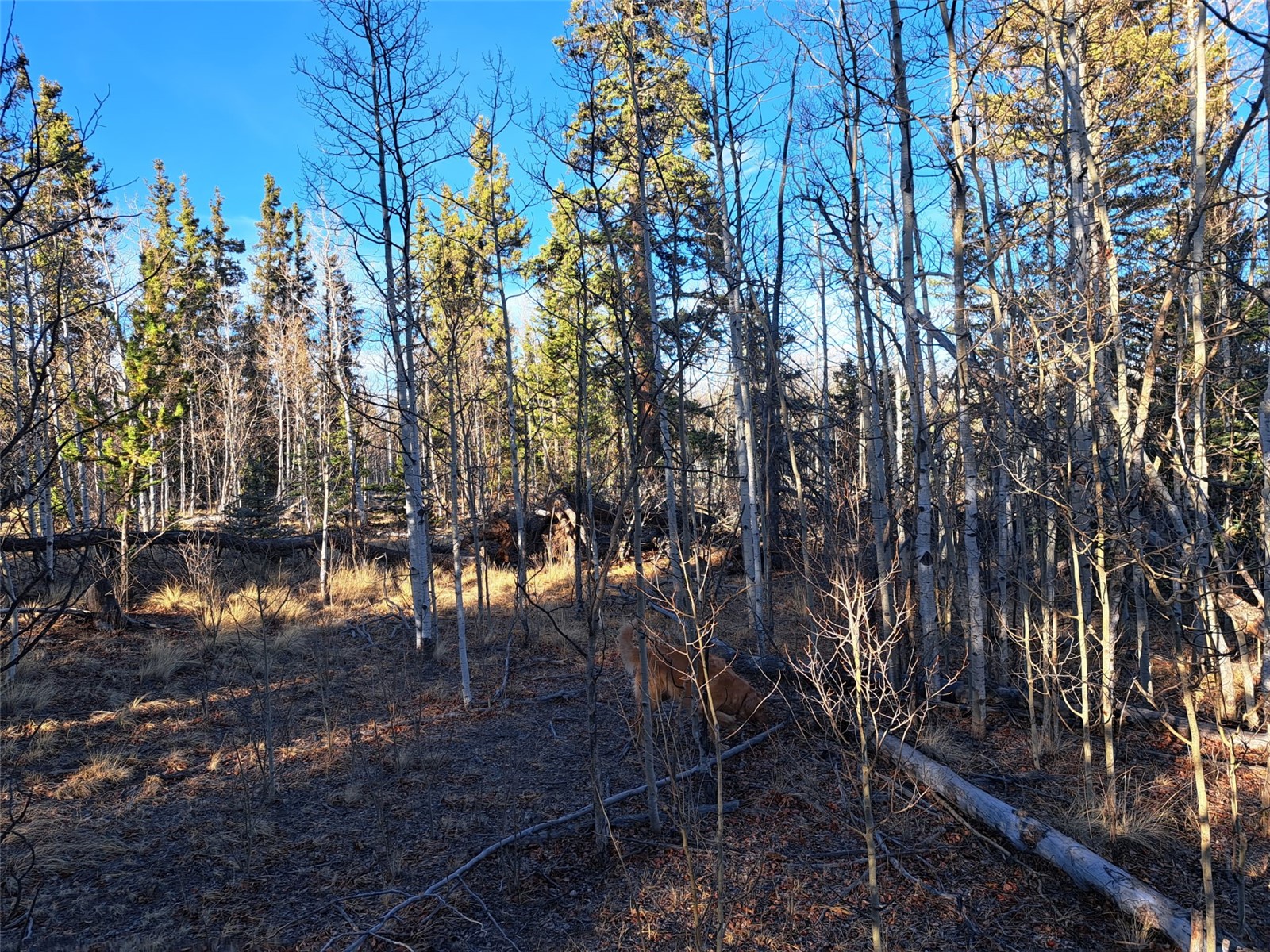 1645 Chippewa Road Como, CO 80456 - Photo 19 of 30