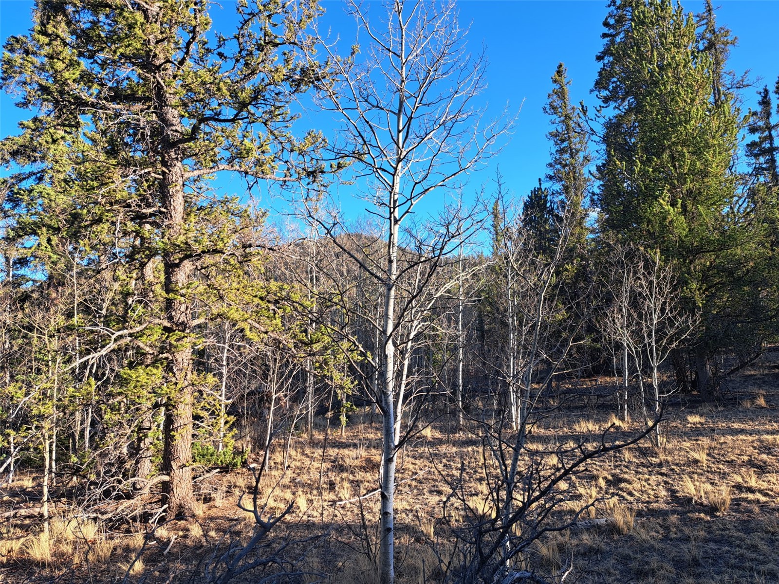 1645 Chippewa Road Como, CO 80456 - Photo 3 of 30