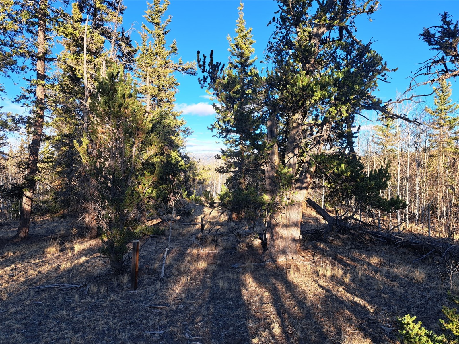 1645 Chippewa Road Como, CO 80456 - Photo 6 of 30