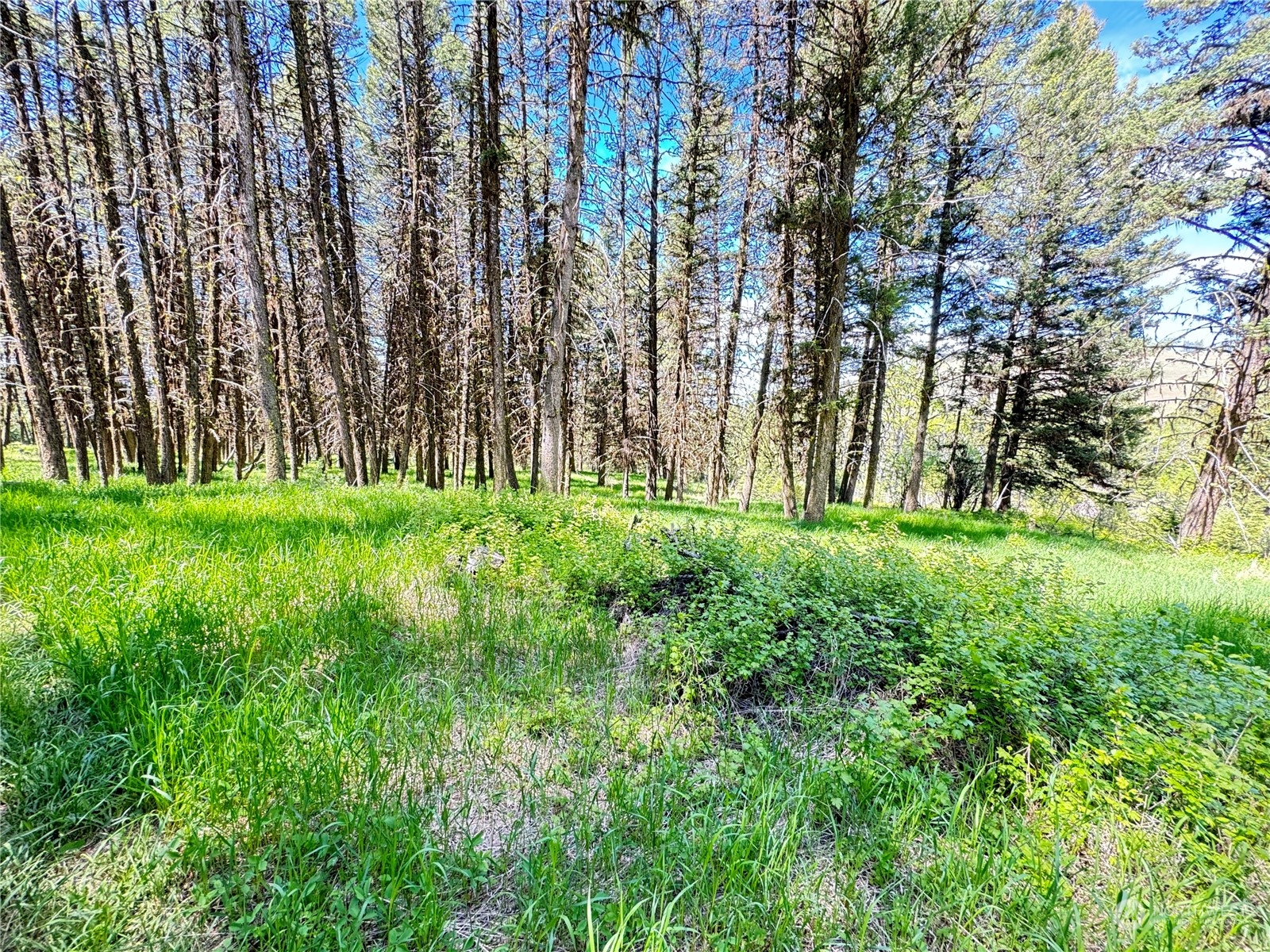 0 Janet Marie Road Oroville, WA 98844 - Photo 28 of 34 Gallery Image 28