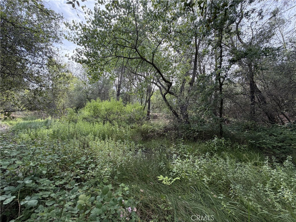 0 Ophir Road Oroville, CA 95966 - Photo 9 of 29 a view of a lush green forest