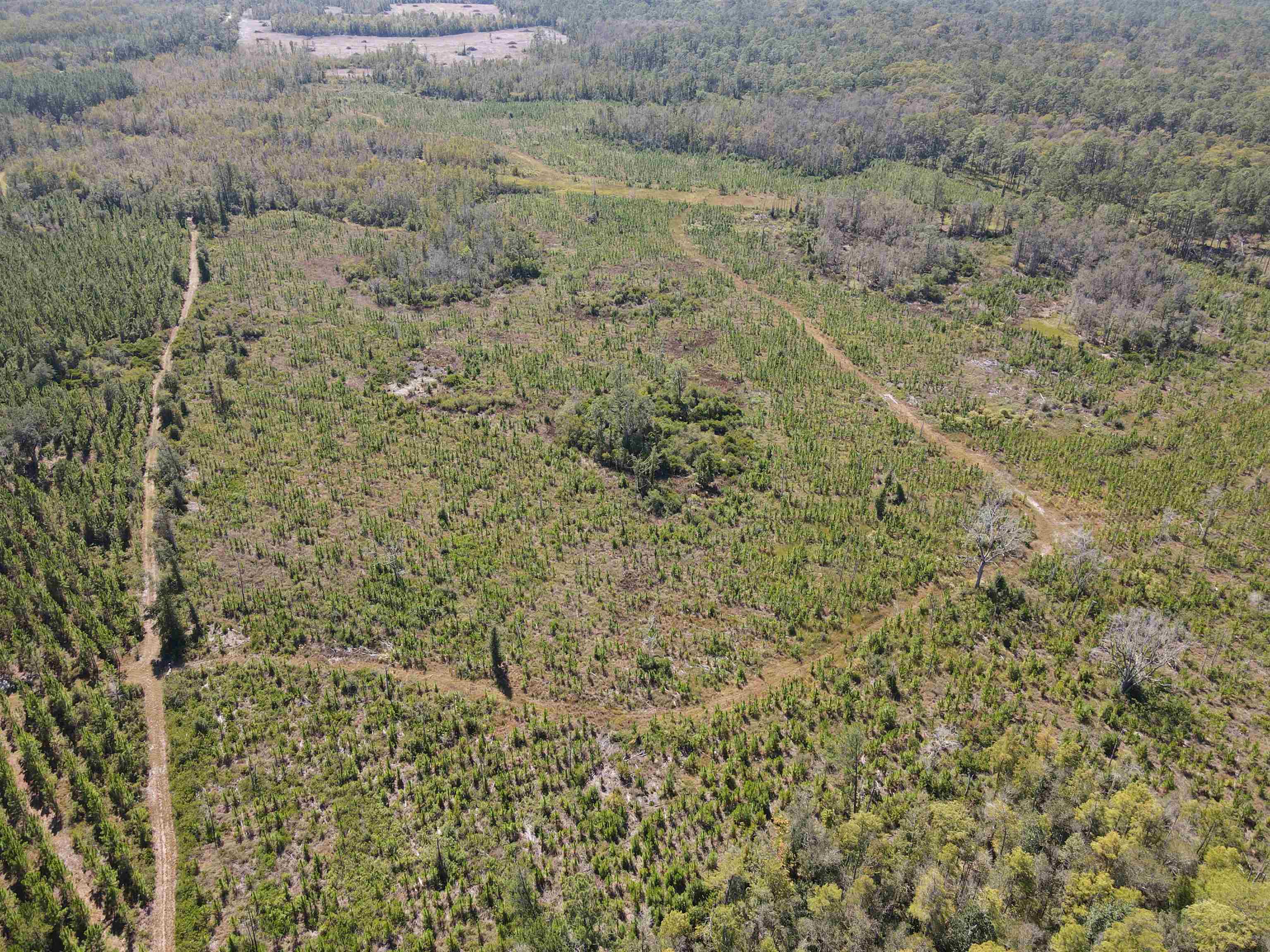 0 Southwest Mount Gilead Road Greenville, FL 32331 - Photo 28 of 33