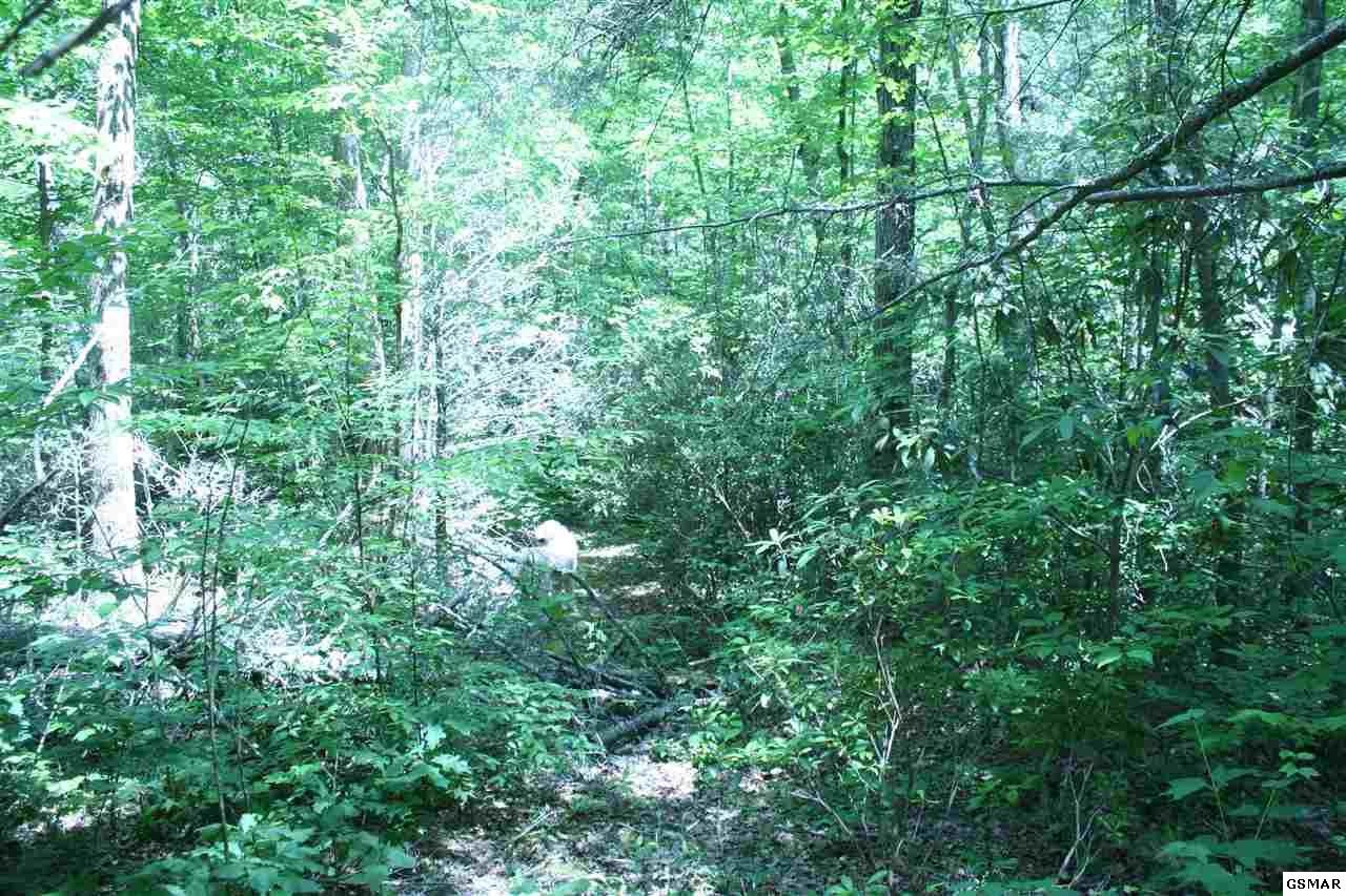 0 Bogard Crk Road Cosby, TN 37722 - Photo 16 of 30 Gallery Image 16